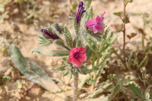 Echium rauwolfii