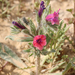 Echium rauwolfii - Photo (c) Anne Heyerly, some rights reserved (CC BY-NC), uploaded by Anne Heyerly