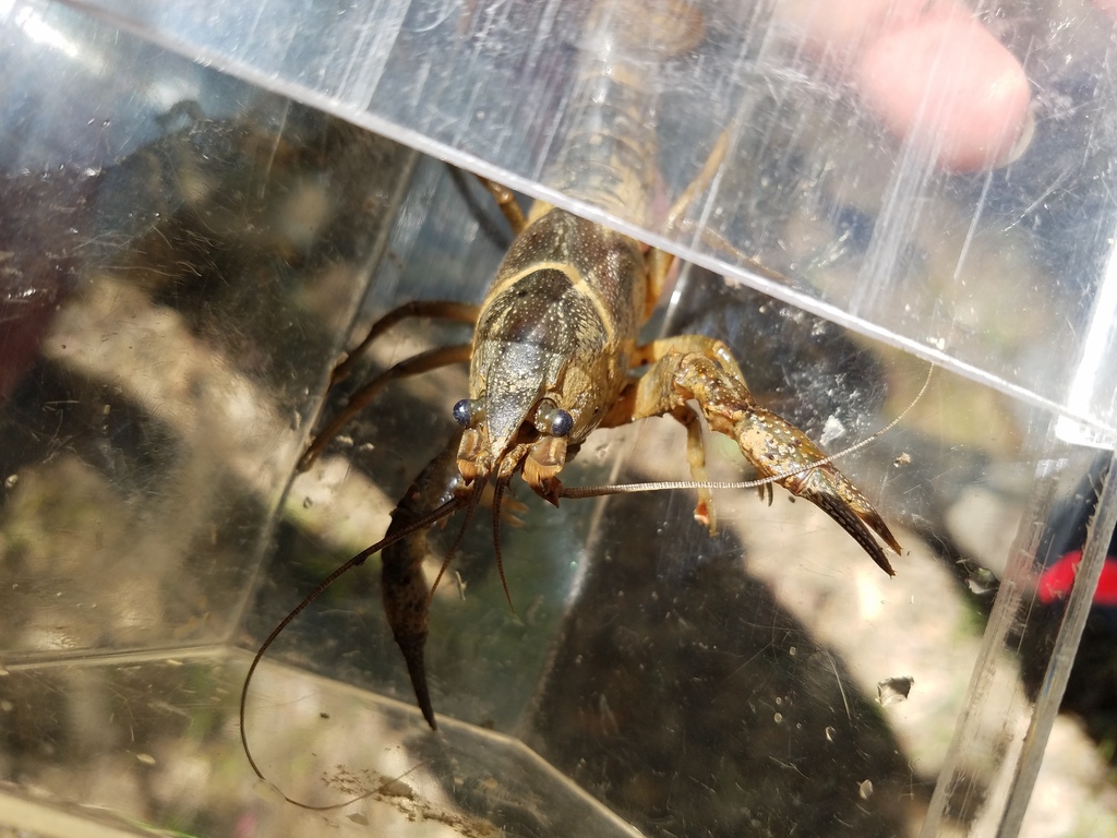 Ornate Crayfish