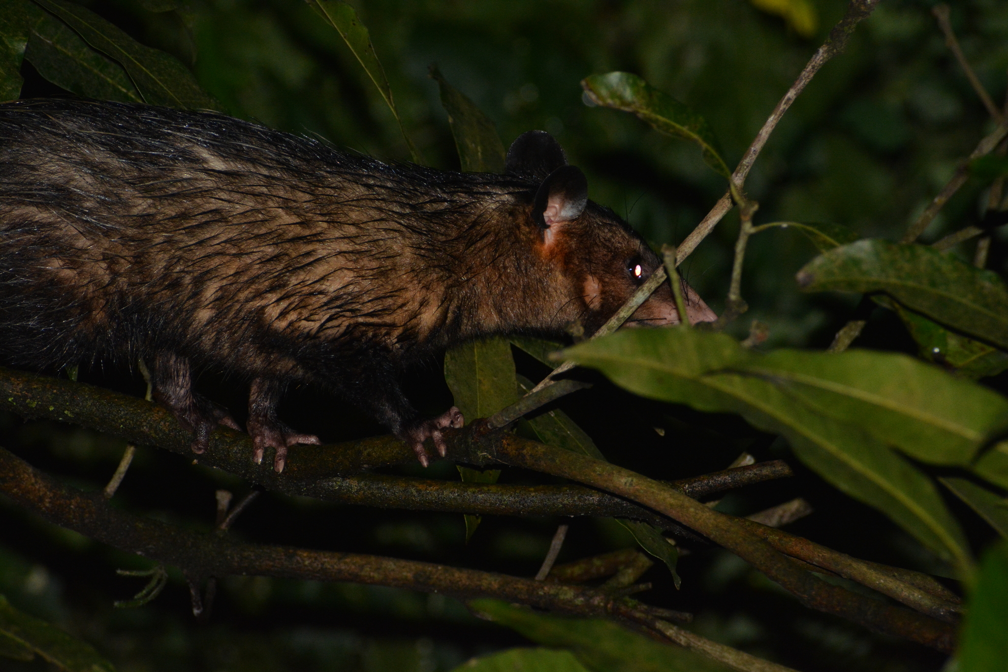 Didelphis aurita (Wied-Neuwied, 1826)