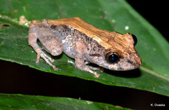 Pristimantis altamazonicus