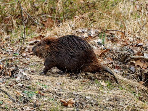 American Beaver photographed in Maryland