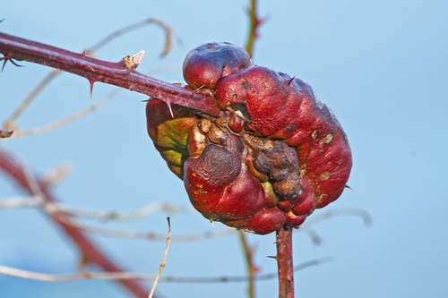 Blackberry Knot Gall Wasp photo 5