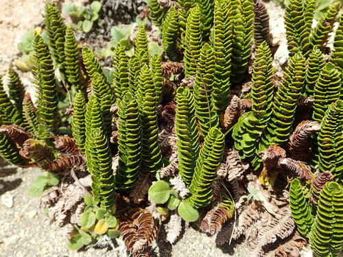 Image of Polystichum Andinum (Polystichum andinum) by no rights reserved