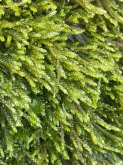 Scleropodium obtusifolium