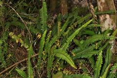 Nephrolepis flexuosa