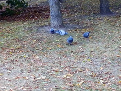 Columba livia domestica