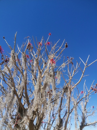 Flame coral tree (Erythrina americana)