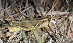 Melanoplus packardii