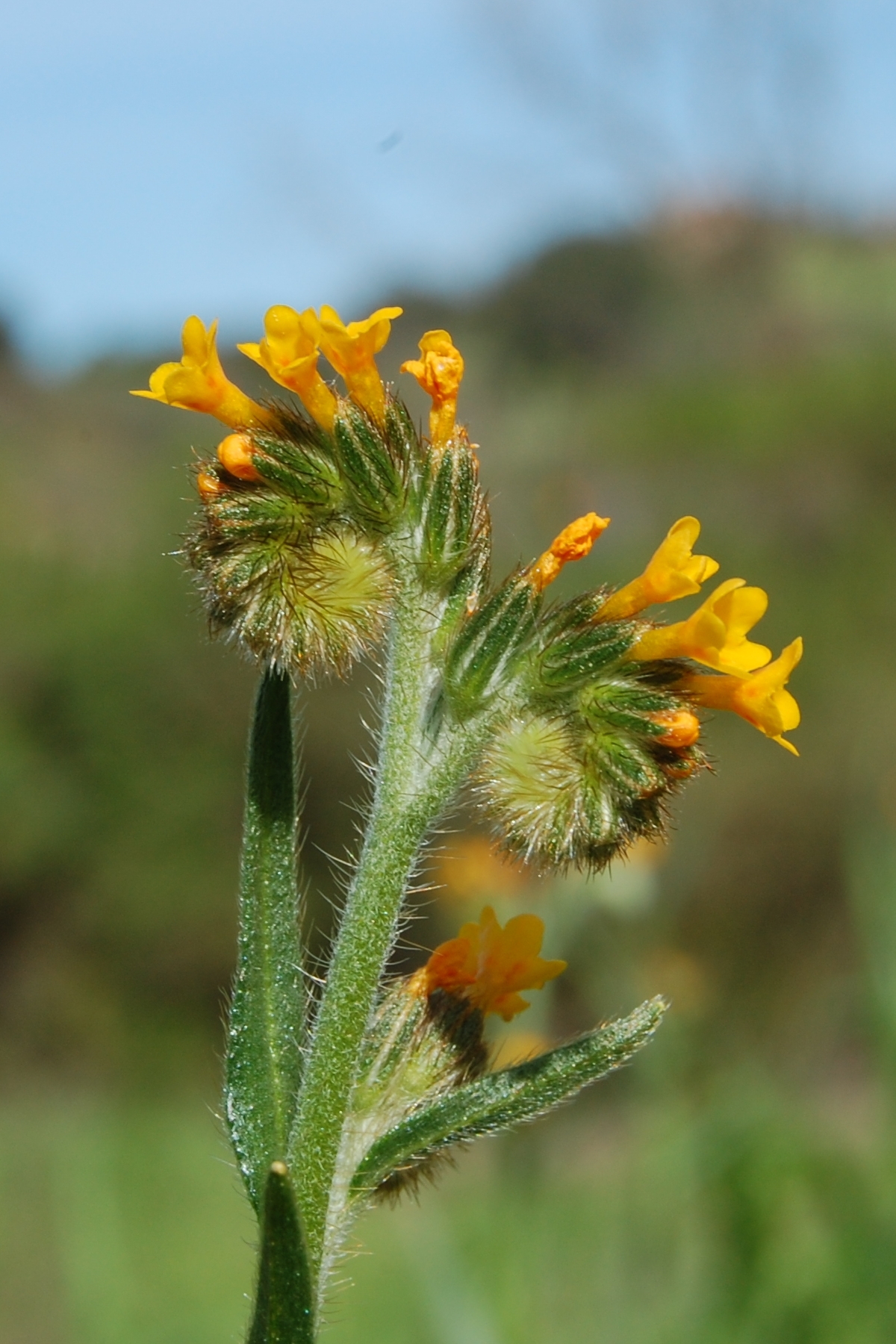 Amsinckia