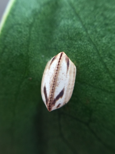 Balta bicolor photo 3