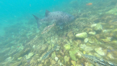Stereolepis gigas