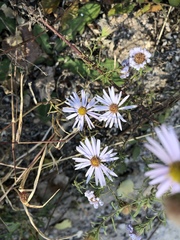 Aster altaicus