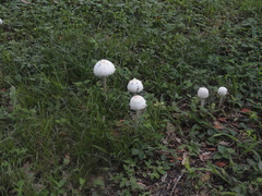 Chlorophyllum molybdites image