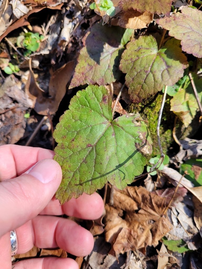 Creeping Foamflower from Miami Township, OH, USA on March 4, 2023 at 01