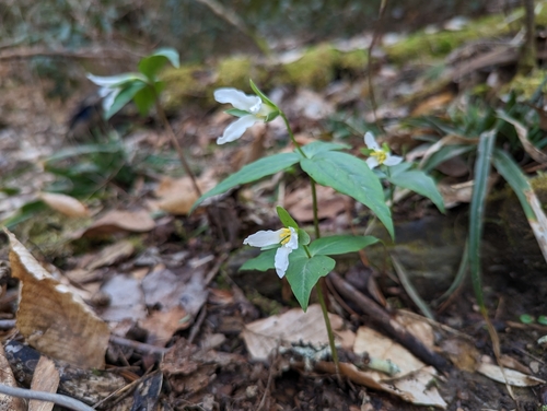 Image of Trillium persistens by (c) Sam Taylor, some rights reserved (CC BY)