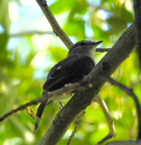 Ashy Flycatcher (Fraseria caerulescens), photo 5