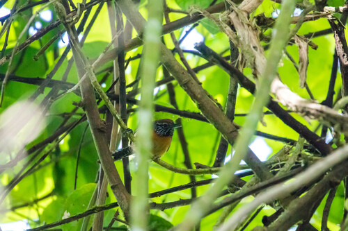 Rufous-breasted Wren (Pheugopedius rutilus), photo 9
