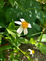 Bidens alba