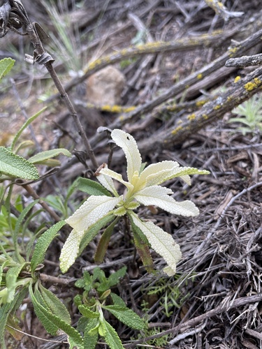Salvia mellifera