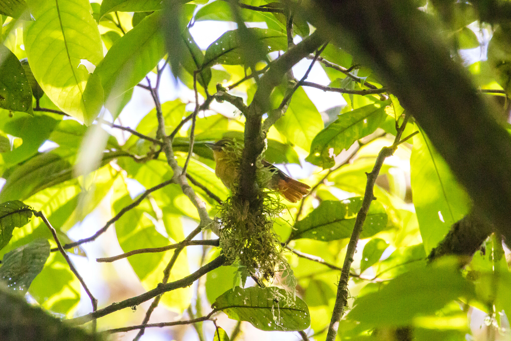 Russet Antshrike (Thamnistes anabatinus), photo 10