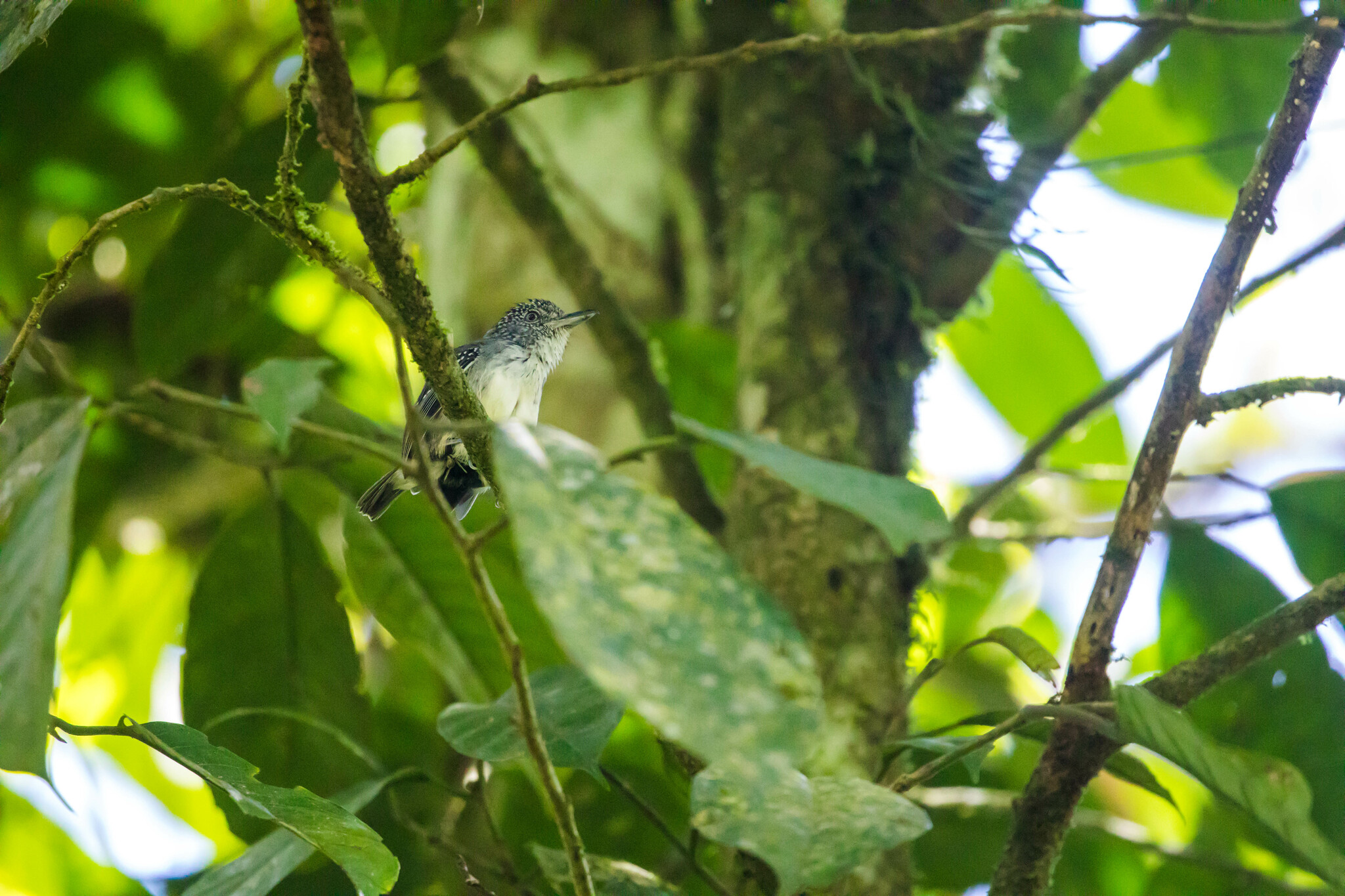 Spot-crowned Antvireo (Dysithamnus puncticeps), photo 10