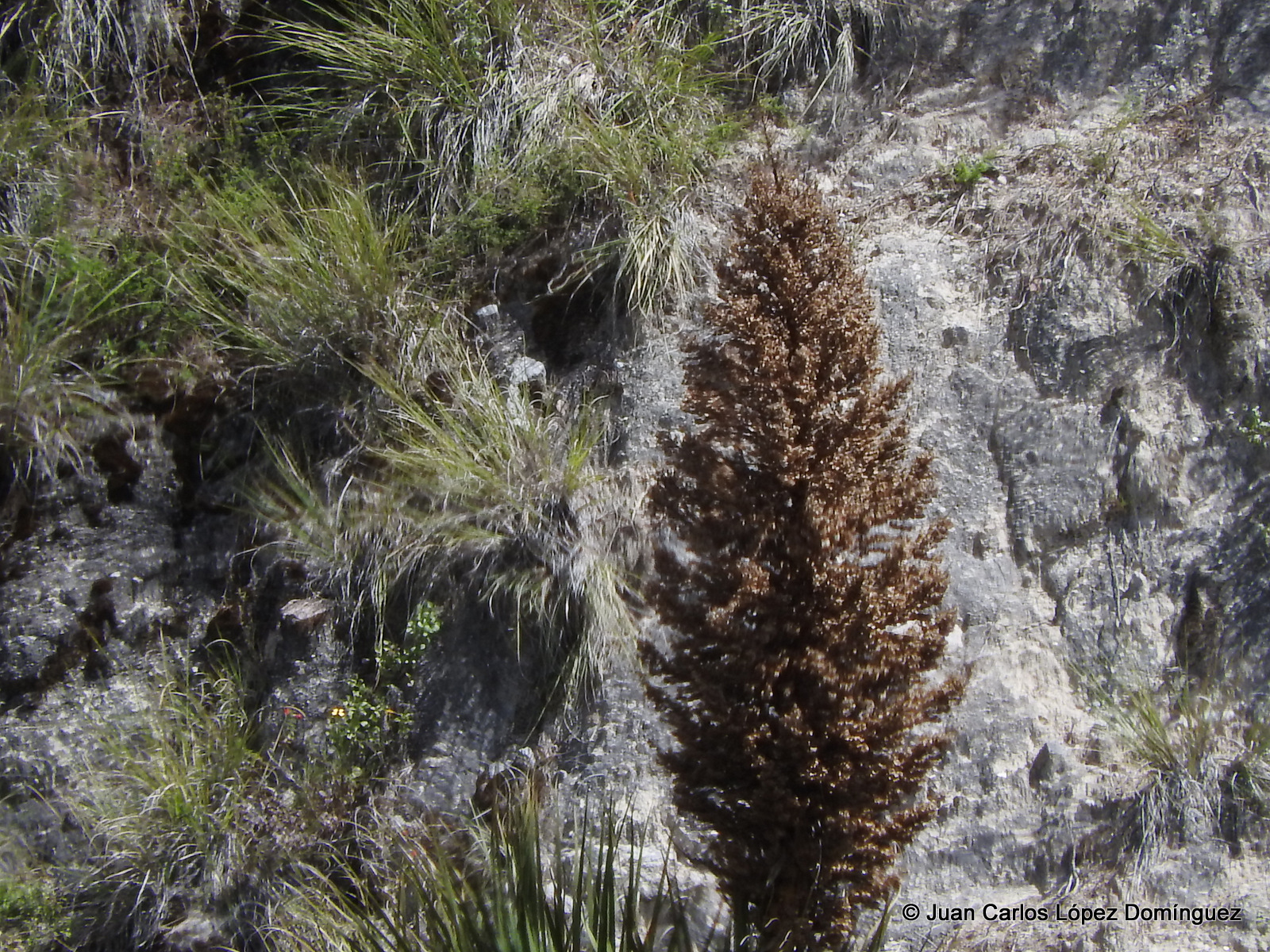 Nolina parviflora – Small Flowered Beargrass Tree – Buy seeds at