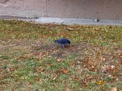 Columba livia domestica