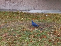 Columba livia domestica