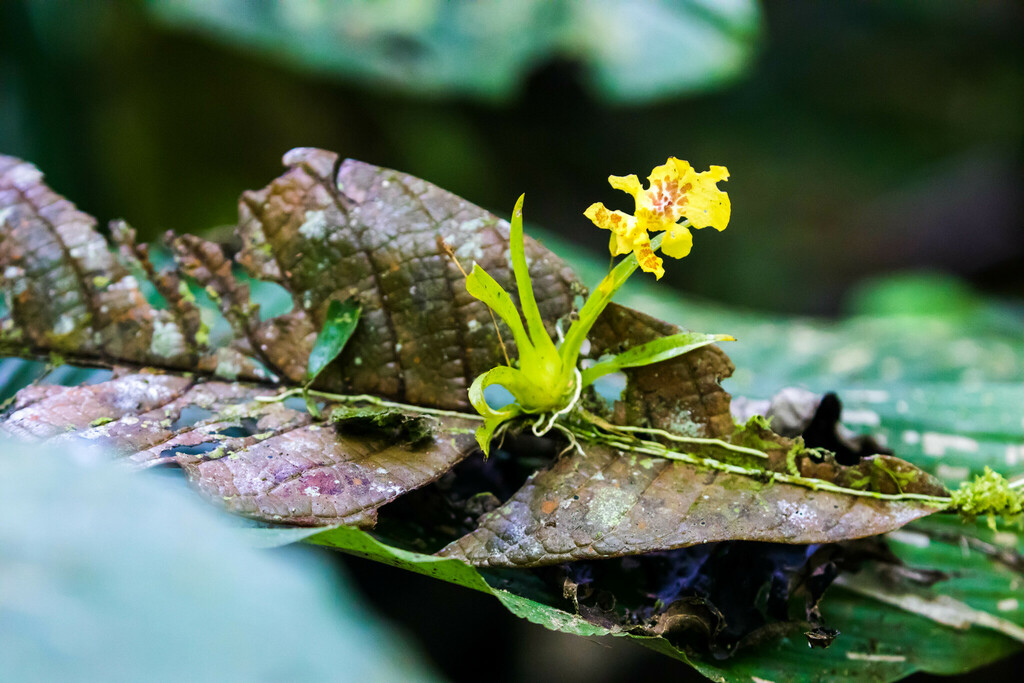 Erycina crista-galli