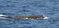Berardius bairdii