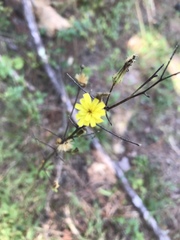 Hieracium venosum