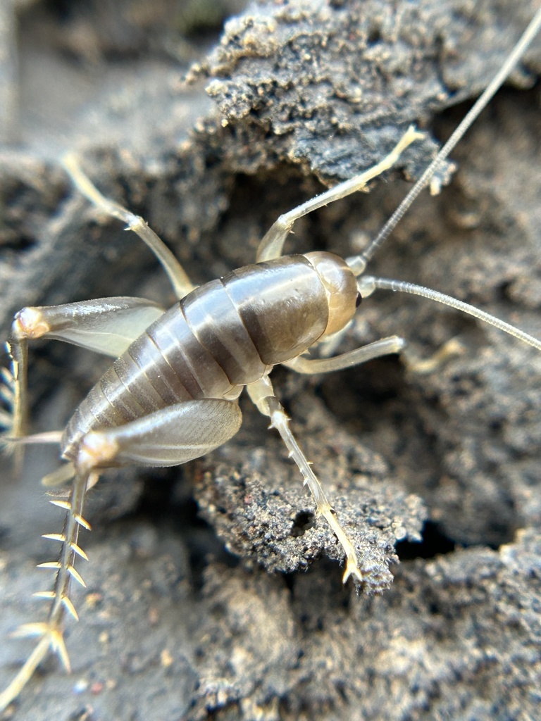 California Camel Cricket