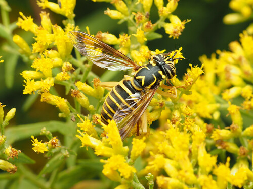 Eastern Hornet Fly photo 3