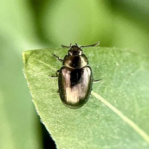 Coreopsis Leaf Beetle photo 2