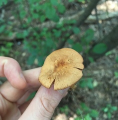 Lactarius subserifluus