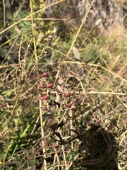 Scutellaria baicalensis