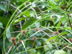 Rhynchospora exaltata