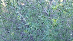 Fraxinus greggii