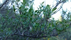 Fraxinus greggii