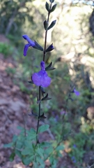 Salvia lycioides