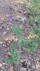 Salvia lycioides