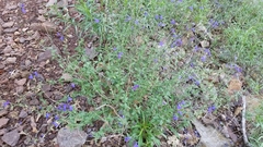 Salvia lycioides