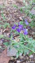 Salvia lycioides