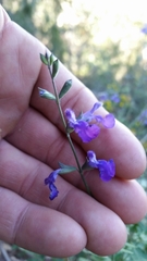 Salvia lycioides