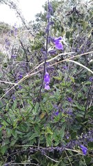 Salvia pennellii