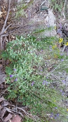 Salvia lycioides