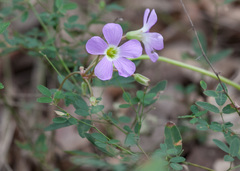 Oxalis violacea
