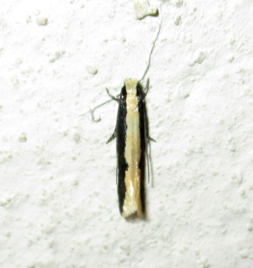 Amphixystis cymataula