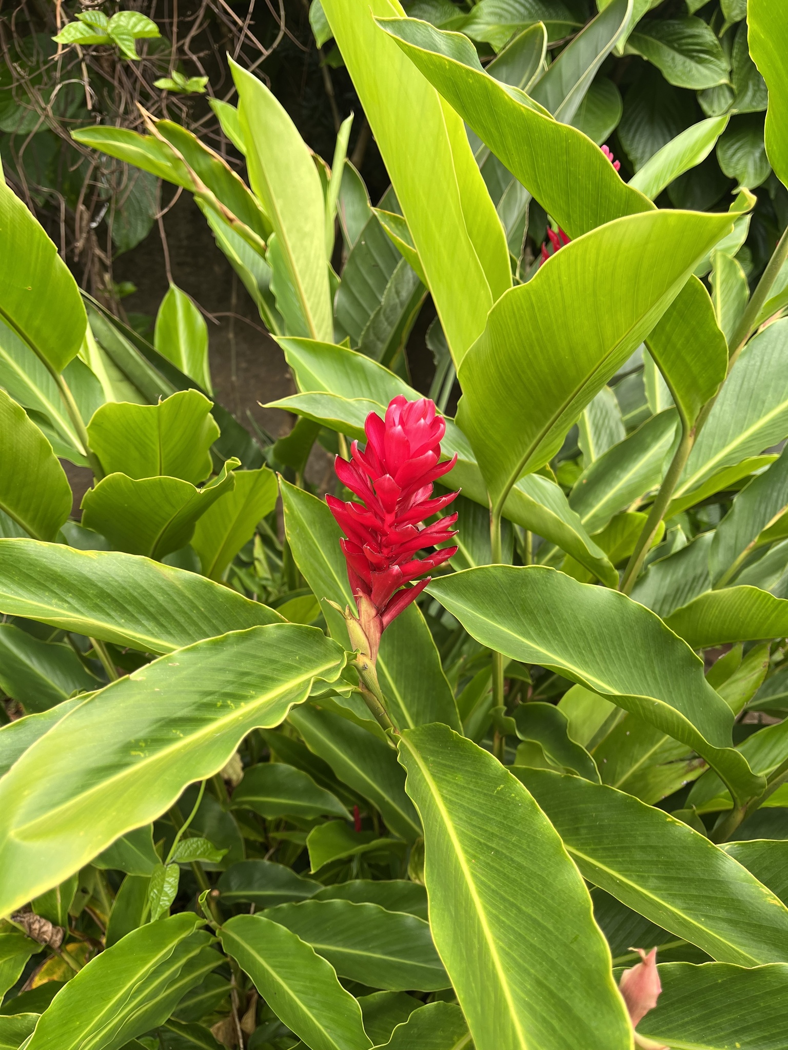 Alpinia purpurata